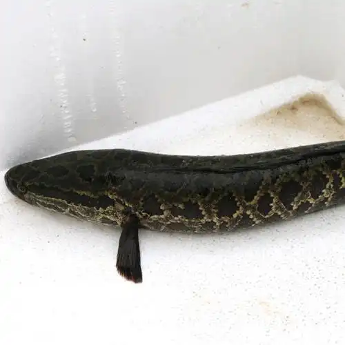 密云水库黑鱼 刺少 新鲜打捞 送调料包1000g