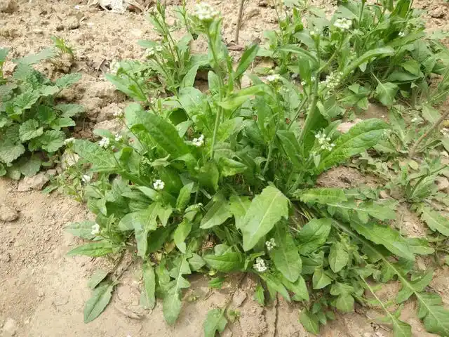 67春天挖野菜遇到这8种野菜看清楚再下手别挖堆野草闹笑话