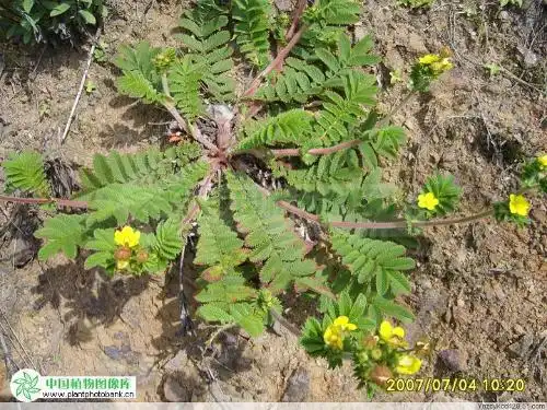 翻白草别名鸡脚爪,千锤打,天青地白,白头翁,叶下白,鸡腿苗,结梨等,属