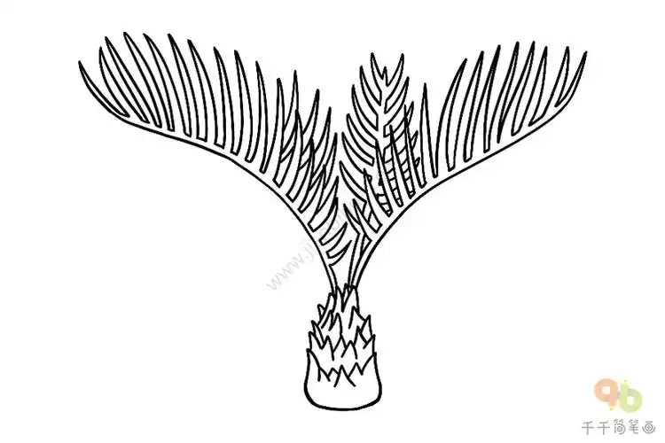 教你画苏铁简笔画画法