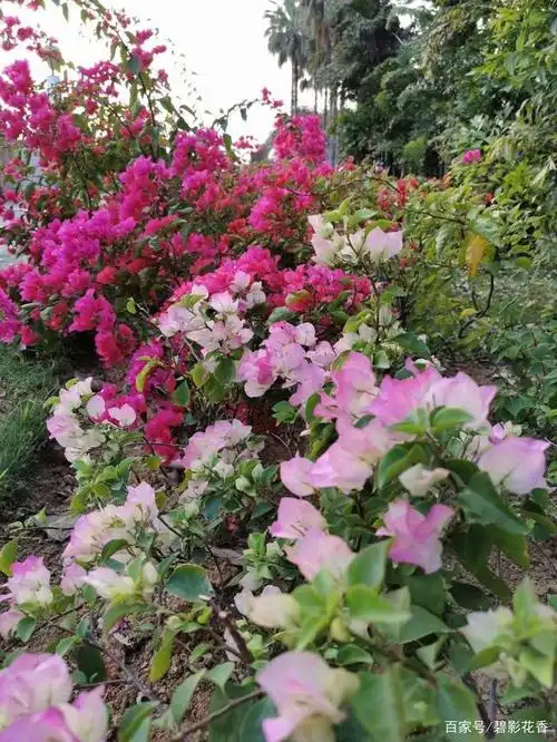 九月梧州,市花璀璨得也太辣眼了吧