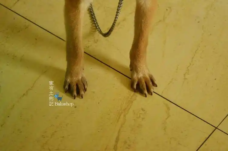 狗狗的脚趾有时会叉开,一点没有肉感~吃我家那么多也不长点肉出来玩玩