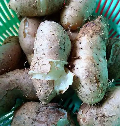 毛薯(甜薯)的吃法:毛薯(甜薯)具有"清,补,凉"滋养强身的功效,用作祛