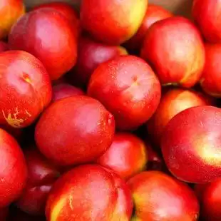 新鲜油桃红油桃现摘现发 山泰新鲜油桃当季水果批发销售一件代发
