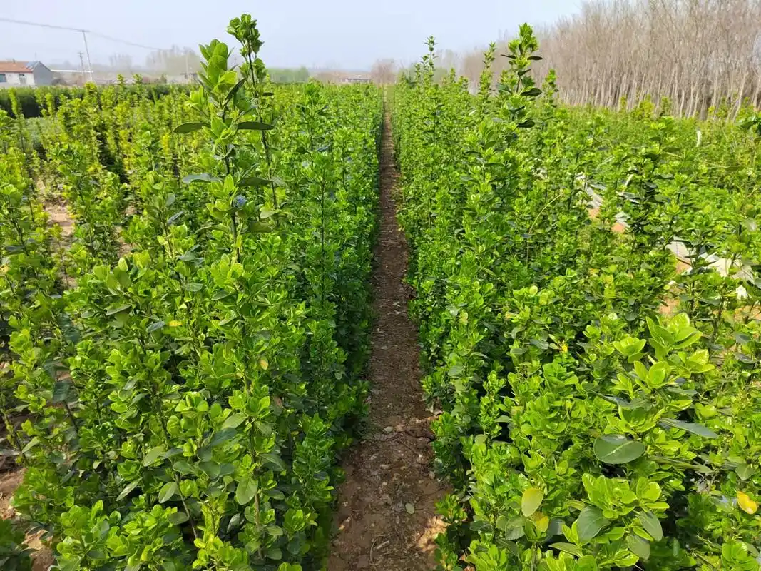 80厘米高北海道黄杨