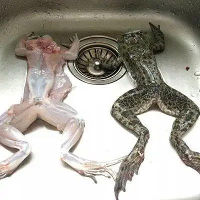 将牛蛙用水冲洗干净,剖开掏出内脏,然后剥皮,再用流水冲洗干净,放到碗