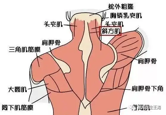 肩肌,也称作斜方肌,是位于上背及中背的表层肌肉.