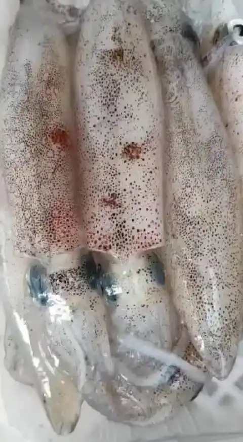 灯捕鱿鱼(母管)7-8个装的规格,4-5个装的规格净重450克均有货,带卵哦!