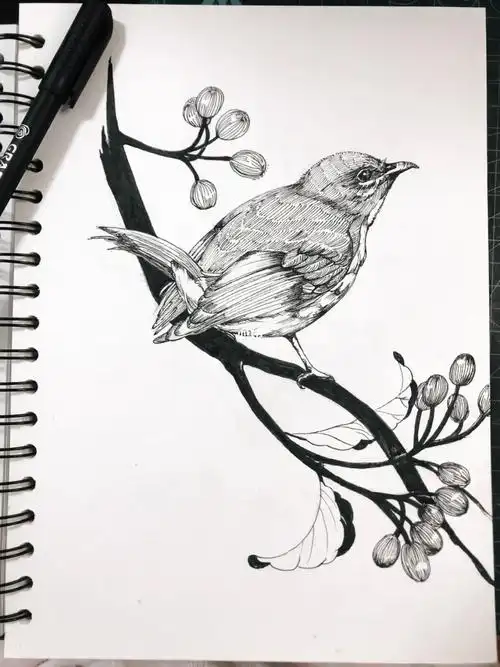 蓝仙翁小鸟黑白装饰画黑白线描