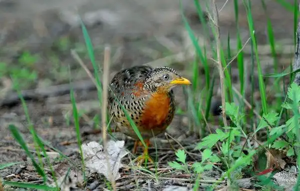 像鹌鹑,又小竹鸡,但是嘴巴不像啊.比拳头还小点儿.