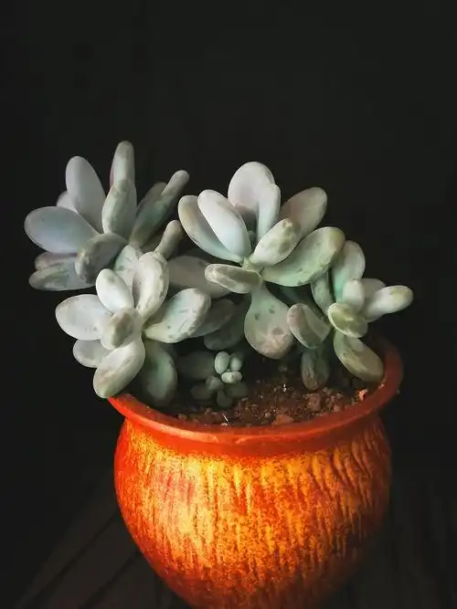 老公镜头下的我的多肉们