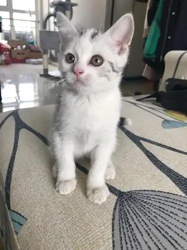 美短加白起司猫,坐标北京,低价有偿