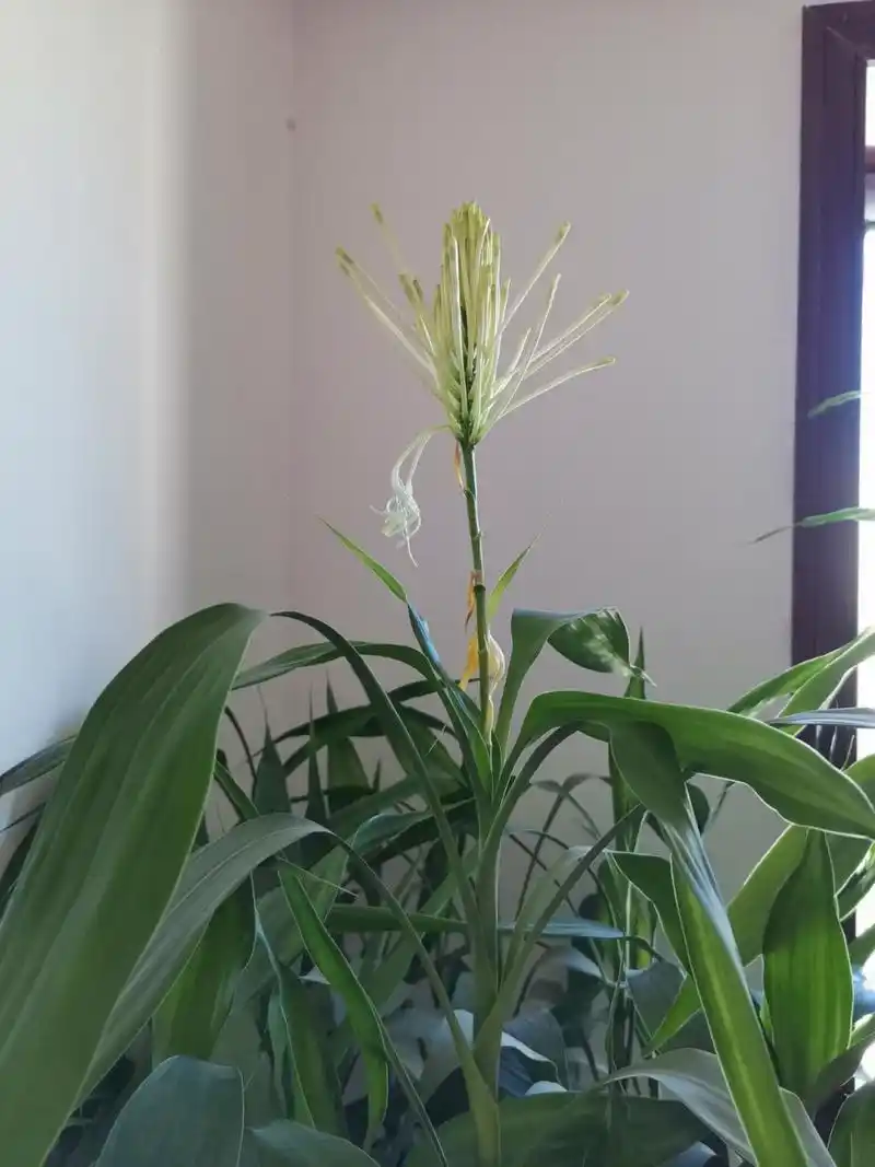 富贵竹养多久开花 富贵竹养多久才开花