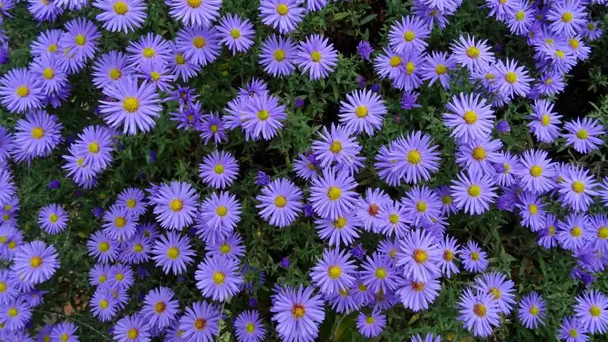 许多蓝色的花翠菊 壁纸