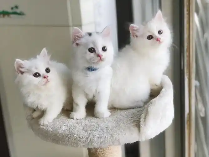 纯白长毛高地 纯白英长 净梵英长