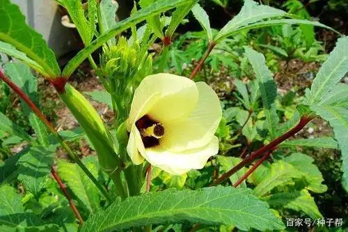 长,春天的秋葵最嫩,素有蔬菜王之称,具有很高的食用价值和经济价值