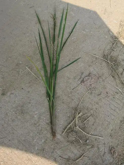 一株水稻长出几个穗子是怎么回事?