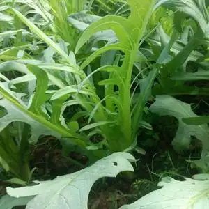 大叶苦麦菜种