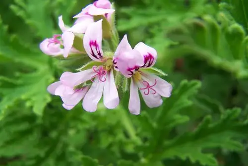 香叶天竺葵的栽培技术以及注意事项