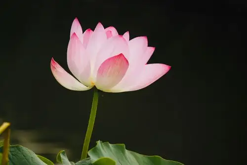 立夏入伏的日子里拍一组漂亮荷花的照片,给大家带来一丝夏日的清凉