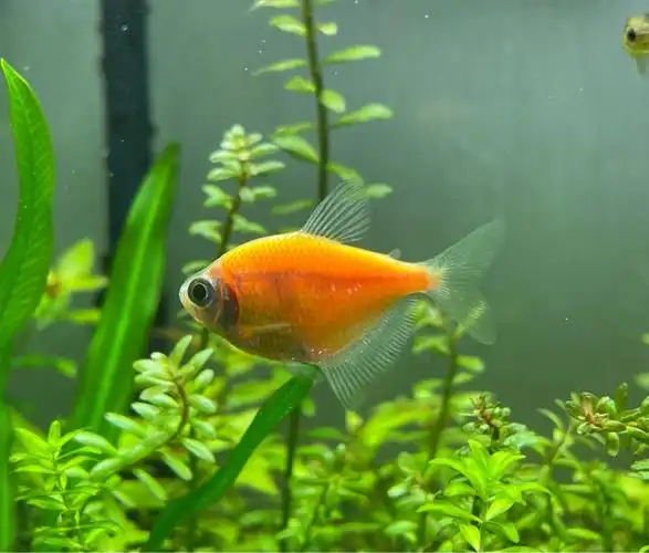 柠檬天使^_^ - 小型鱼类 - cta南美水族