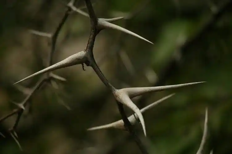 树枝,阳光,自然,享受,休闲,刺,景色,放松,荆棘,自然风光,奥卡万戈三角