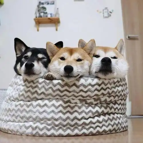 养了三只柴柴,每天上演柴犬叠叠乐!