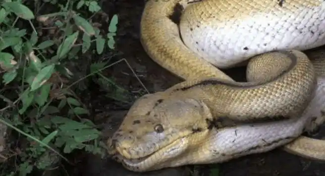 小伙拍下大蛇吞食野鸡画面蛇人生就该吃最野的鸡