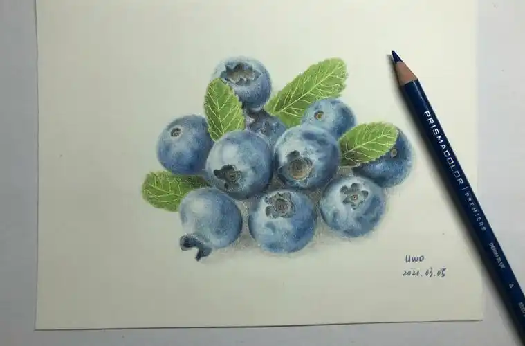 蓝莓之彩铅手绘静物练习