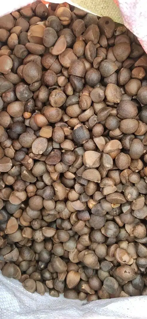 小茶籽 老树品种