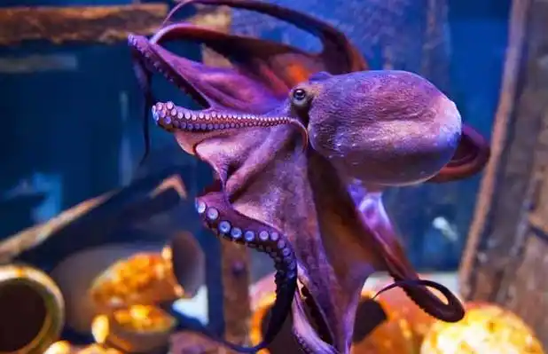 章鱼是什么动物?