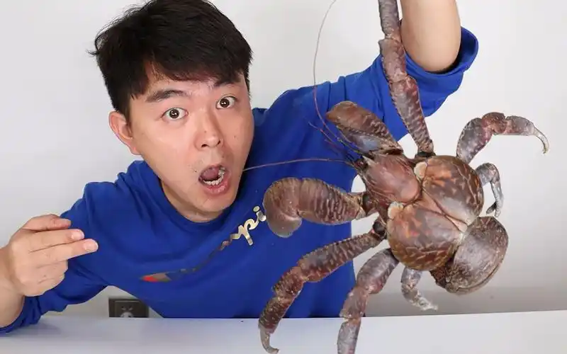 试吃800一斤的"椰子蟹",打开之后竟有满满一大袋黄,太过瘾了_哔哩哔哩