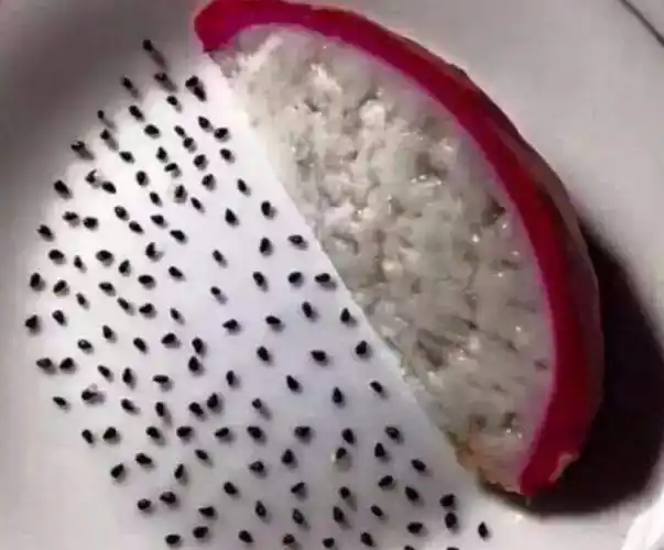 吃火龙果也去籽,图4我佛了!