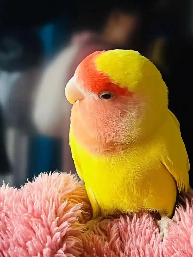 黄桃鹦鹉快乐的一天