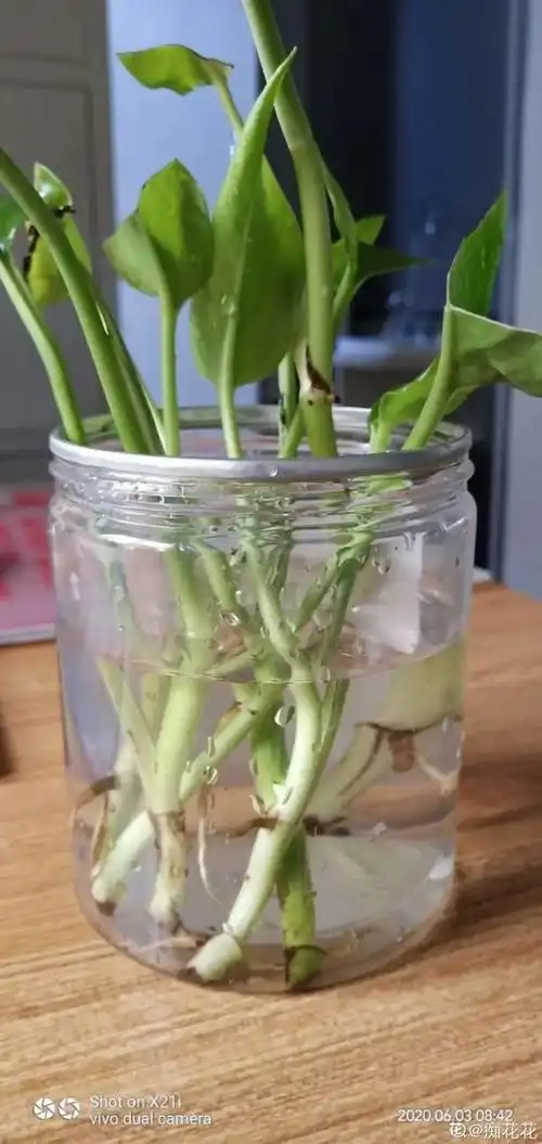 夏天水培植物,一杯水就够了,越养越爆盆