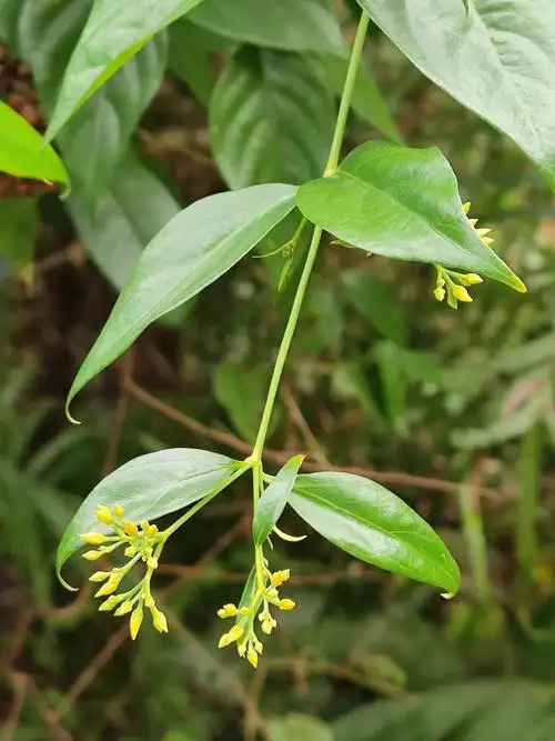 钩吻,又名断肠草,秋季仍在开花!