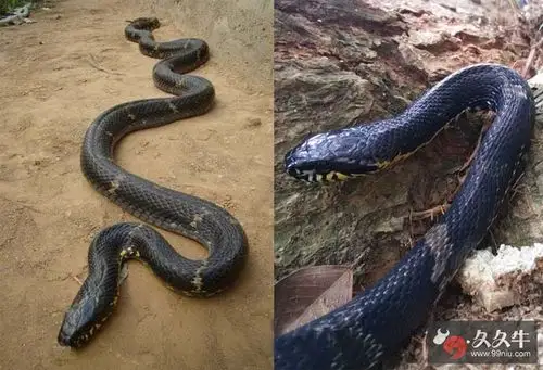 黄花松大蛇图片 网传身形巨大以人为食吓倒村民纯属造谣