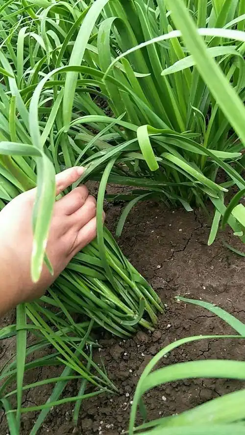 张灵甫要吃饺子,妻子亲自下地割韭菜,张灵甫趁机在脑后开了一枪
