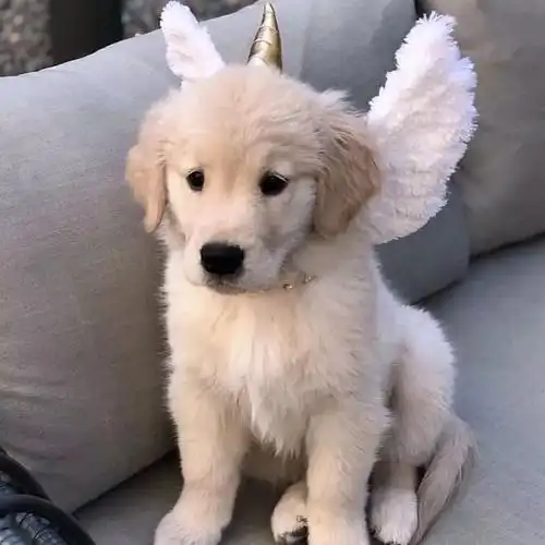 另一张是有小翅膀的小狗狗找到啦