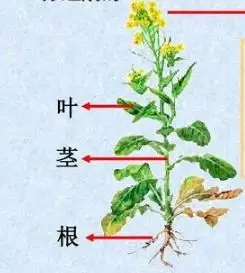 生活/家居 > 生活常识 0 |更新: 2020-09-11 10:46 植物的根茎叶的