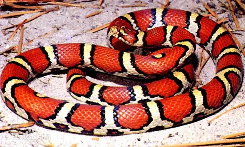 这些游蛇科眼镜蛇科蝰蛇科的蛇类你们认识多少