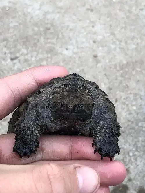 鳄龟原种纯佛杂佛大鳄爆刺鳄鱼龟苗小鳄观赏龟