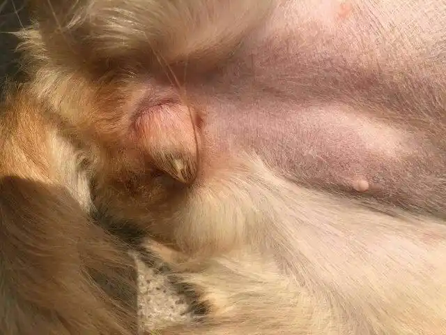 谁知道三个多月的金毛下体有流脓该怎么办?天气一热就流更多!谢谢!
