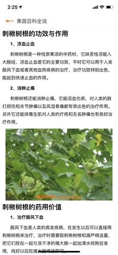刺楸蜂蜜的介绍