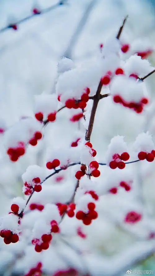 琉璃世界白雪红梅