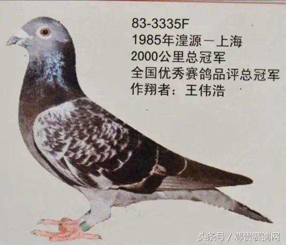 那些年我们追过的上海超远程冠军鸽集锦