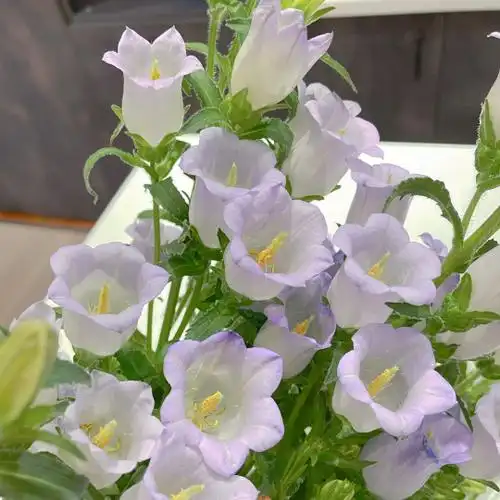 蓝风铃是什么花_小红书