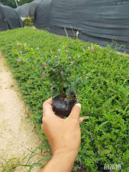 高度20厘米满天星