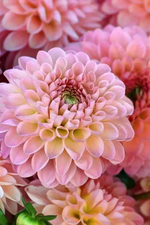 壁纸 许多粉红色的大丽花,花朵,花瓣 2880x1800 hd 高清壁纸, 图片