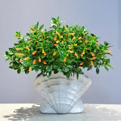 金鱼花盆栽吊兰植物花卉阳台室内客厅办公室观花趣味易养好活绿植